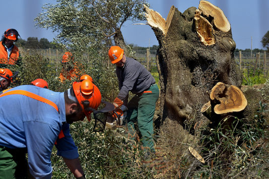 Corse Confirmation de l’arrivée de la bactérie tueuse d’oliviers